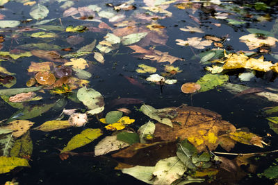 High angle view of maple leaves floating on lake