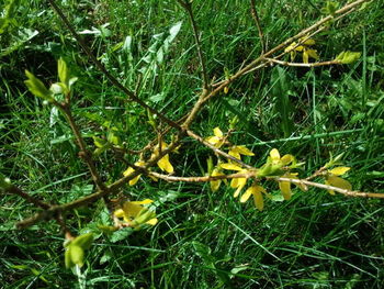 Plants growing on hill