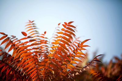 Low angle view of plants against clear sky