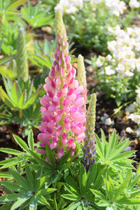 Close-up of pink flowering plant