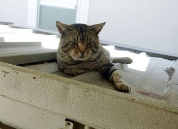 Portrait of cat sitting on chair