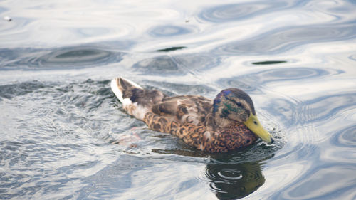 High angle view of duck swimming in lake