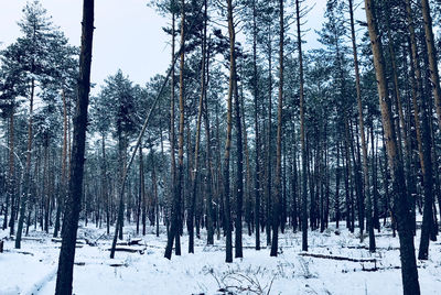 Trees in snow covered forest