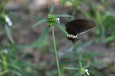 Close-up of butterfly pollinating on flower