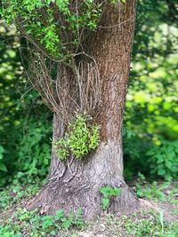 Close-up of tree trunk in forest