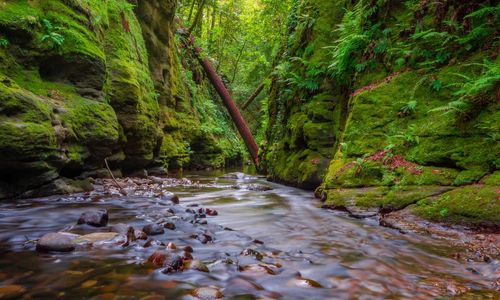 Scenic view of river stream amidst trees in forest