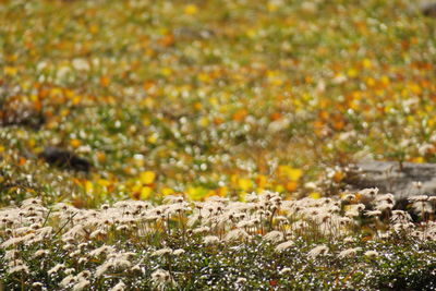 Close-up of flowers growing in field