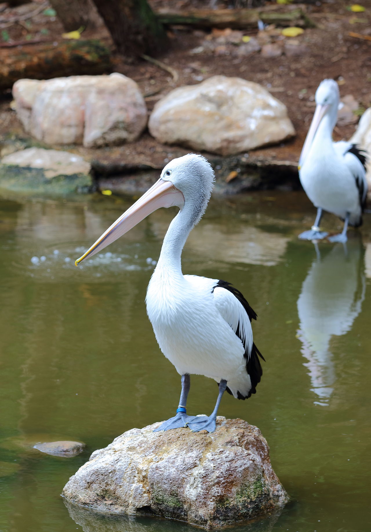 Perched on a rock