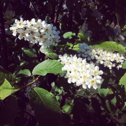 Close-up of white flowers blooming outdoors