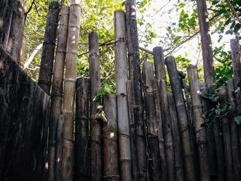 Low angle view of bamboo trees in forest