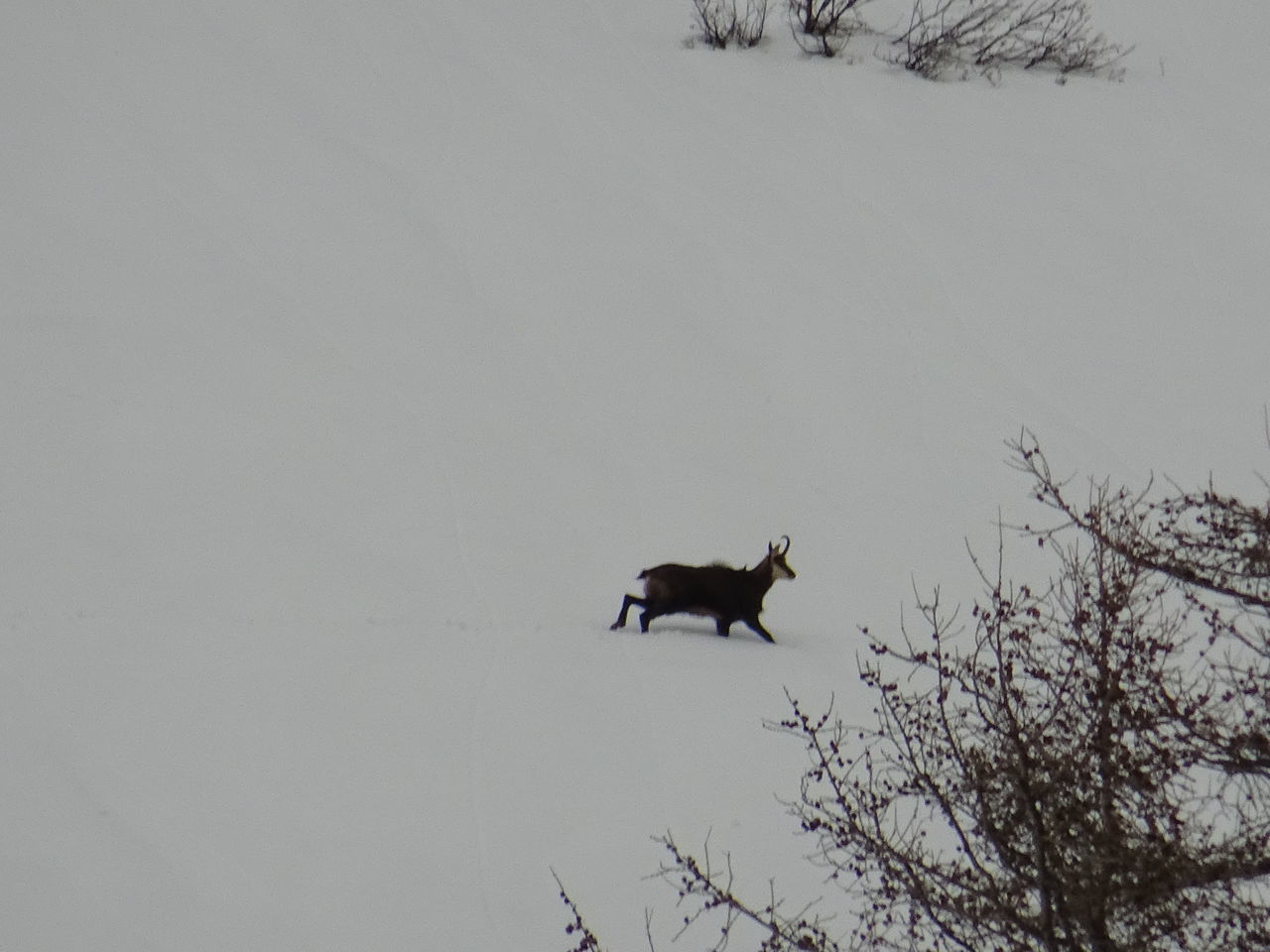 VIEW OF A BIRD ON SNOW