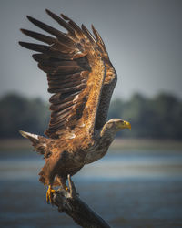 Wild beautiful birds from danube delta, romania. wildlife photography