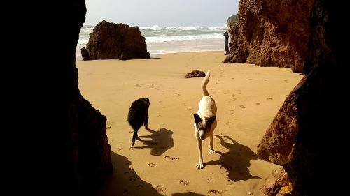 View of birds on beach