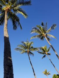 Low angle view of coconut palm tree against blue sky