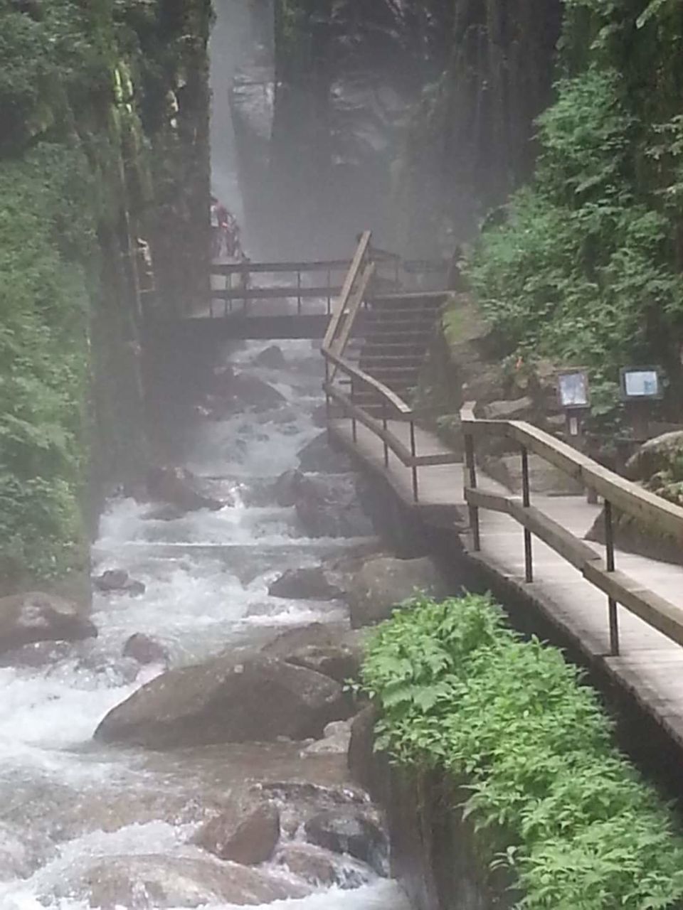 FOOTBRIDGE OVER RIVER AGAINST TREES IN FOREST