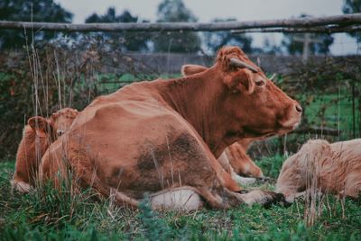 Cow relaxing on field