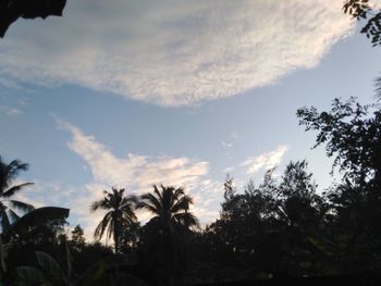 Low angle view of silhouette trees against sky