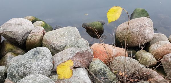 Close-up of succulent plant on rock