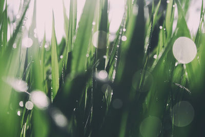 Close-up of fresh plants in water