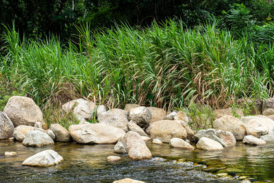 Plants growing on rocks by lake