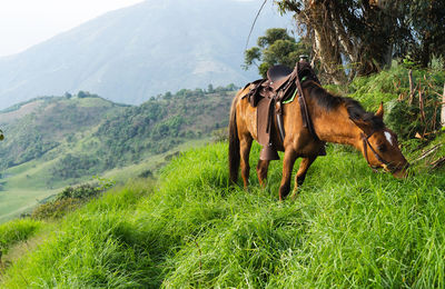 View of a horse on field