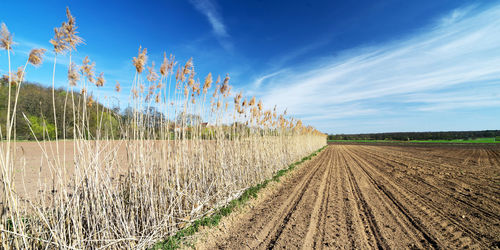 Scenic view of agricultural field against sky