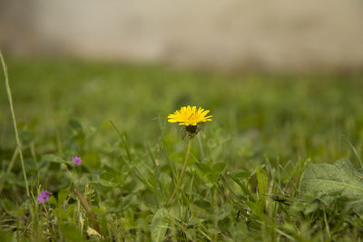 Close-up of yellow flowers blooming in field