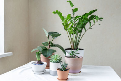 Various plants in different pots on table. indoor garden home. green garden in the room - image