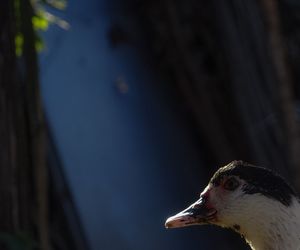 Close-up of bird against sky