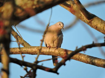 Low angle view of bird perching on branch