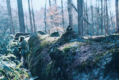 Close-up of tree trunk in forest