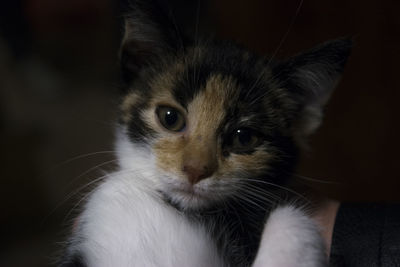 Close-up portrait of kitten