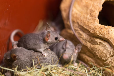 Close-up of mice on hay