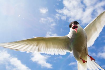 Low angle view of bird against clear sky