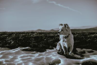 Dog on field against sky during winter