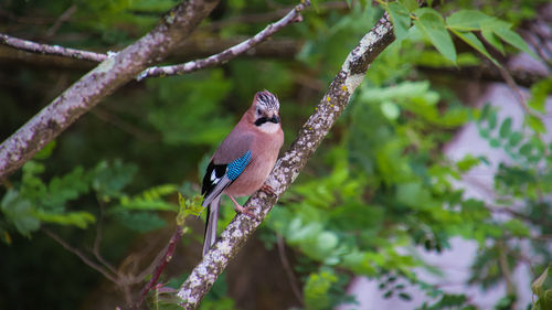 Bird perching on a tree