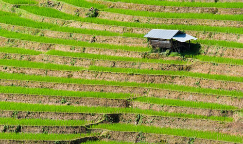 High angle view of agricultural field