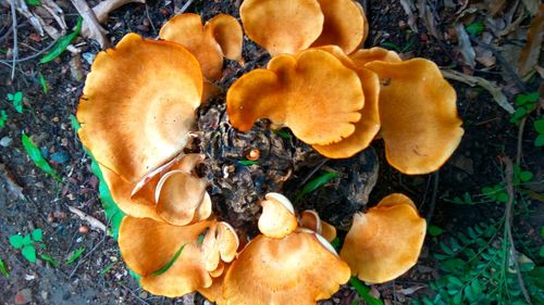 High angle view of mushrooms growing in forest