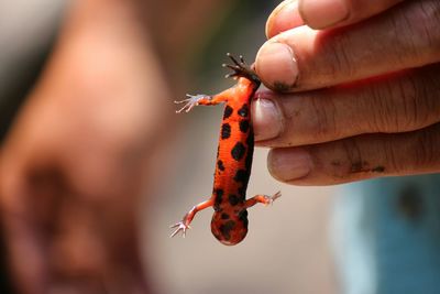 Cropped hands of man holding salamander