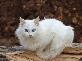 Portrait of white cat on wood