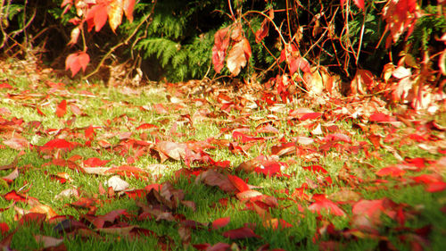 Close-up of red maple leaves on tree during autumn