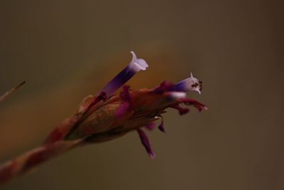 Close-up of insect on flower