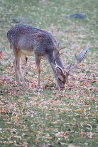 Deer standing on field