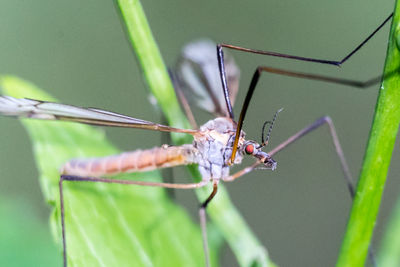 Close-up of insect on leaf