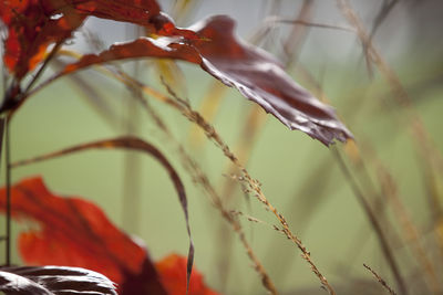 Close-up of lizard on plant