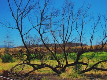 Bare trees on field against sky