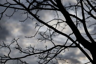 Low angle view of silhouette bare tree against sky