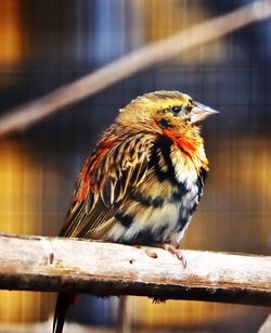 Close-up of bird perching outdoors