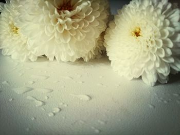 Close-up of white flowers