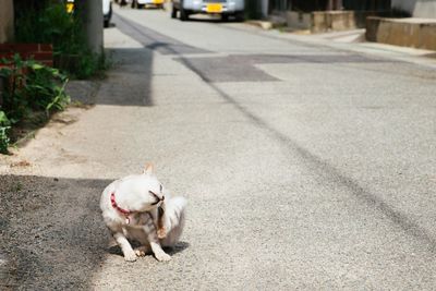 Close-up of dog on road